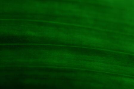 close up of absract texture of leafの写真素材