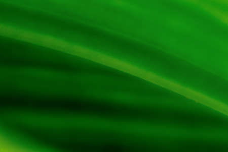 close up of texture of leafの写真素材