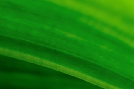 close up of green texture of leafの写真素材
