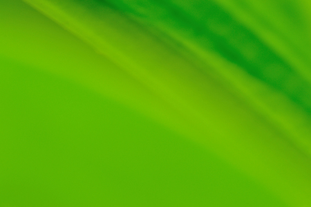 Blured close up of texture of leafの写真素材