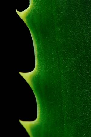 Close up of aloe in black backgroundの写真素材