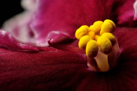 close up of violet flower on black backdropの写真素材