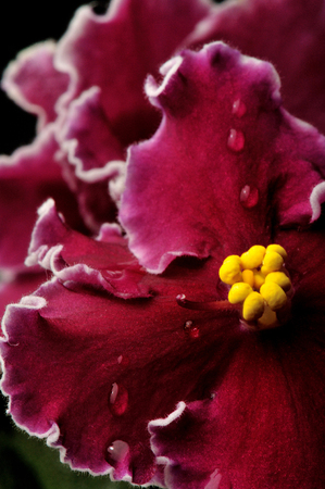 close up of drops on violet flowerの写真素材