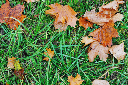 Yellow leafs in green grass with drops from rainの写真素材