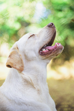 labrador retriever sitting with open mouthの写真素材