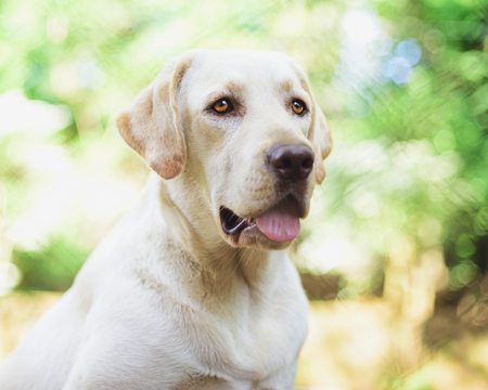 labrador retriever sitting in garden with a lot of sunの写真素材