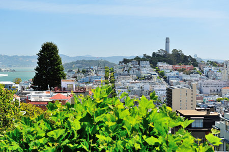San Francisco bay and downtown landmark summer day
