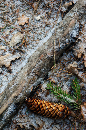 Pine cone on ground with snow background in winterの写真素材