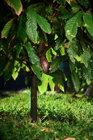 cocoa red pods on green tree in farmの写真素材
