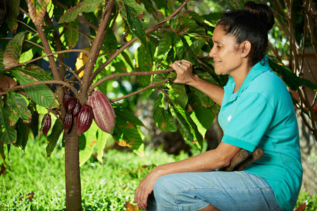 farmer woman look cacao pod on treeの写真素材