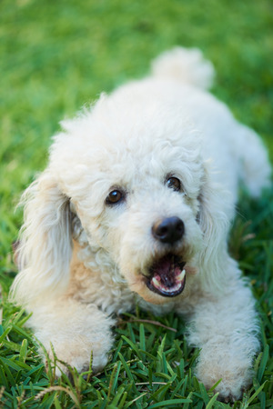 dog barking and laying on the grassの写真素材