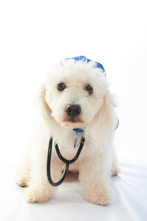 white poodle doctor with stethoscope isolated on backgroundの写真素材