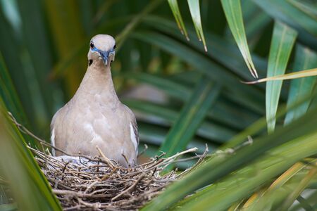 Dove bird sitting on nest on a palm treeの写真素材