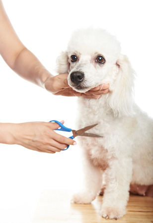 Make hair cut for poodle dog isolated on whiteの写真素材