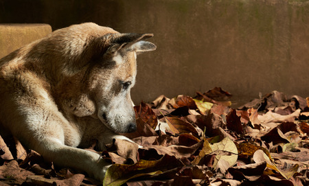 shepherd dog sleeping in park dry leavesの写真素材