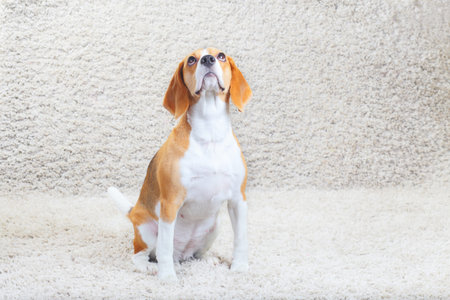 Dog beagle is sitting and look up on gray carpetの写真素材