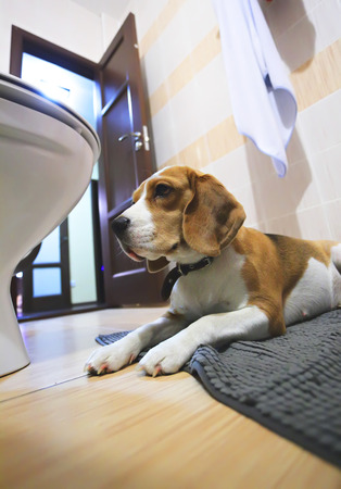one sad beagle dog laying on a carpet in the bathroomの写真素材