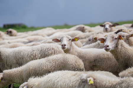 group white and gray sheeps look into cameraの写真素材