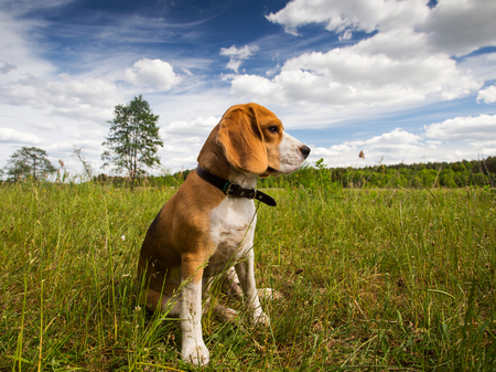 one beagle dog sitting in grass rwady to huntの写真素材