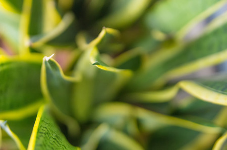 Green leaves with yellow strips background with soft selective focus on leavesの写真素材