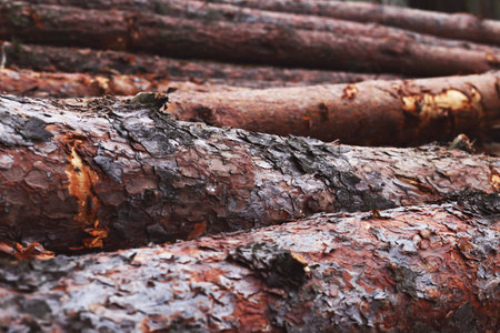 Wooden background with cutting trees in the forest