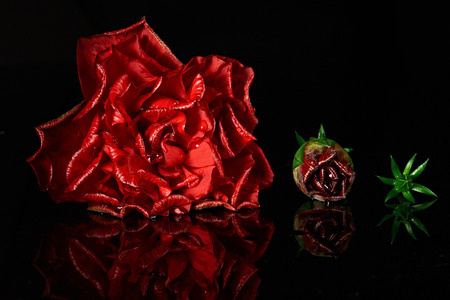 life stages of red rose from big to small isolated on blackの写真素材