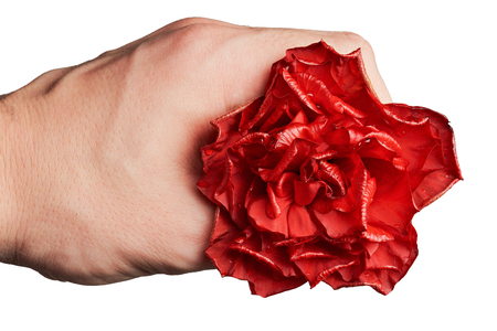 one wild red rose close up isolated on whiteの写真素材