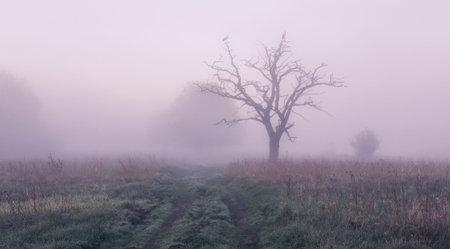 Dry oak tree in the spring foggy morning