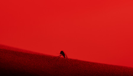 mosquito biting man sitting on his skinの写真素材