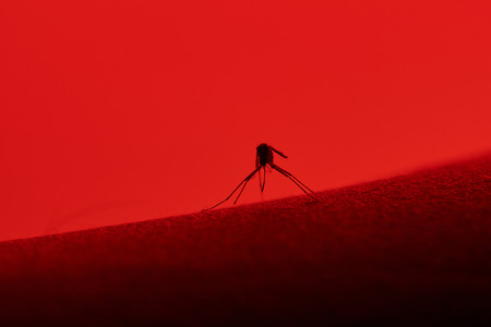 close up of mosquito  sitting on human skinの写真素材