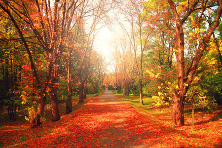 Alley with red leaves in autumn park on a sunny day