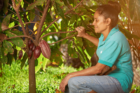 Women farmer look at cacao pod on plantation treeの写真素材