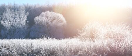 Frosty Christmas morning. White trees with hoarfrost everywhere. Bright Christmas background.の写真素材
