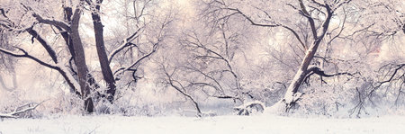 Winter morning in park. Frosty Christmas morning. White trees with hoarfrost in xmas morning.