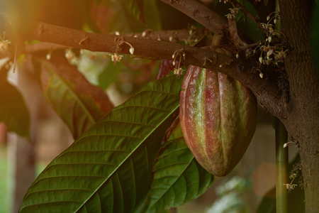 green and red cacao fruit growing on cocoa tree. Close up of big cocoa podの写真素材