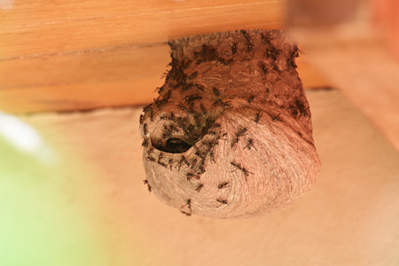Hole in wap nest with wasp around on house wooden roofの写真素材