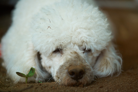 Homeless poodle dirty white dog portrait in madの写真素材