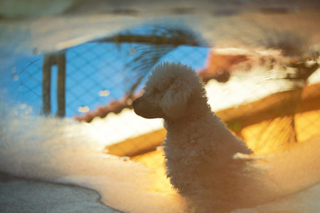 Reflection in water of homeless poodle dog in street