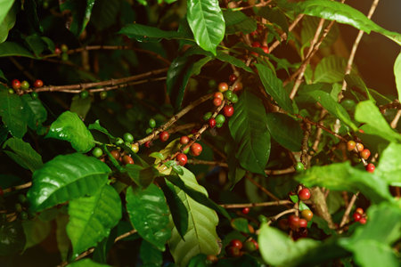 Close up of unpicked coffee raw red and green  beans on tree