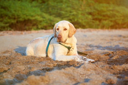 Cute labrador dog laying on beach sand during sunset timeの写真素材