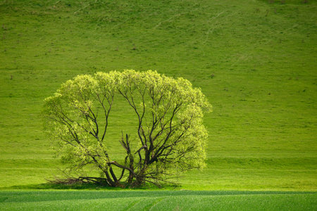 One green tree on meadow. Spring saturation landscape. Tree on green grass background. Free space for text on green backdrop.の写真素材