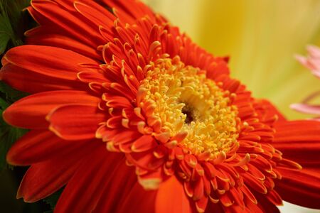 Macro of orange flower with yellow backgroundの写真素材