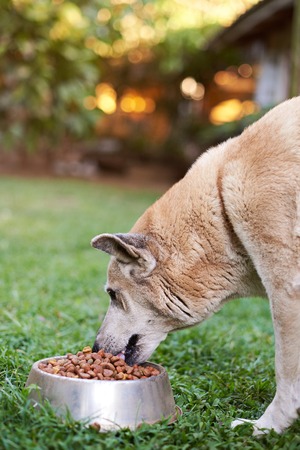 Brown shepherd eating in metal bowl outside on green grass blurred backgroundの写真素材