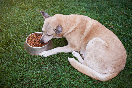 One brown dog eat in yard food from metal bowl. Dog laying and eating on green park grassの写真素材