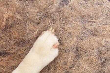 Dog pow on dog hair closeup. Dog hair in flat on the floor. Perfect veterinary background.の写真素材