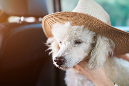 White poodle with wide hat sitting in car.  White poodle travelling in vehicle