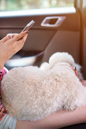 Poodle dog sleep in car on woman using smartphone closeup. Woman with sleeping poodleの写真素材