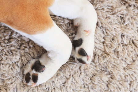 White dog's paws from above. Two dog paws on fluffy carpet background.の写真素材