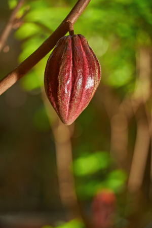 One red cocoa pod on blurred  green tree background on sunny day lightの写真素材