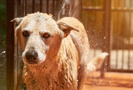 Portrait of dog with wet head. Cleaning cute brown dogの写真素材